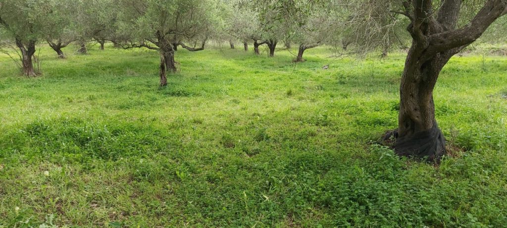 PLOT OF LAND FOR SALE IN ARILLAS